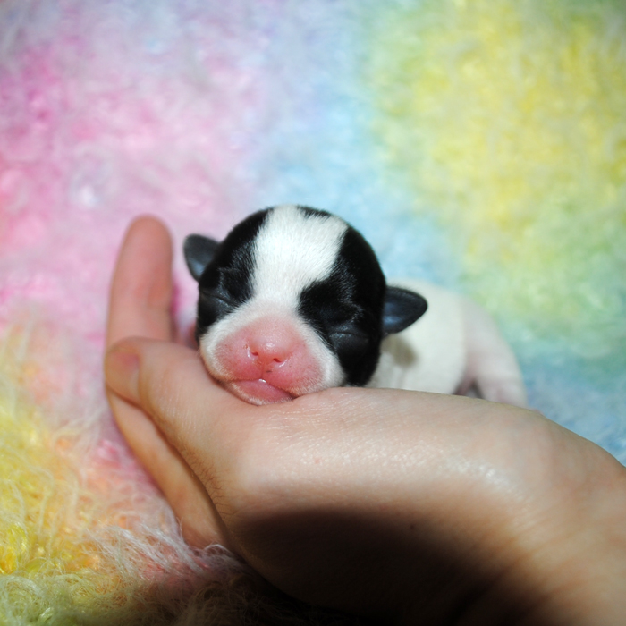 smoothhaired chihuahua female