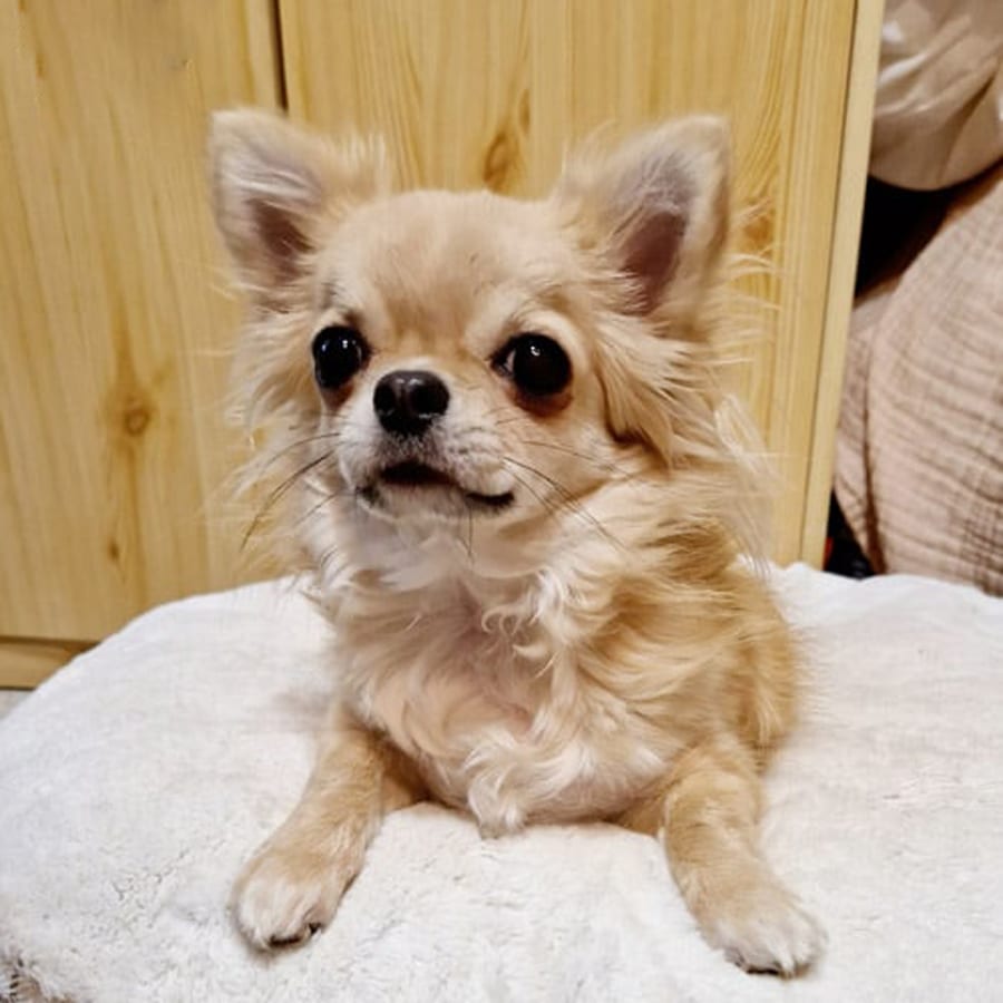 longhaired chihuahua with pedigree