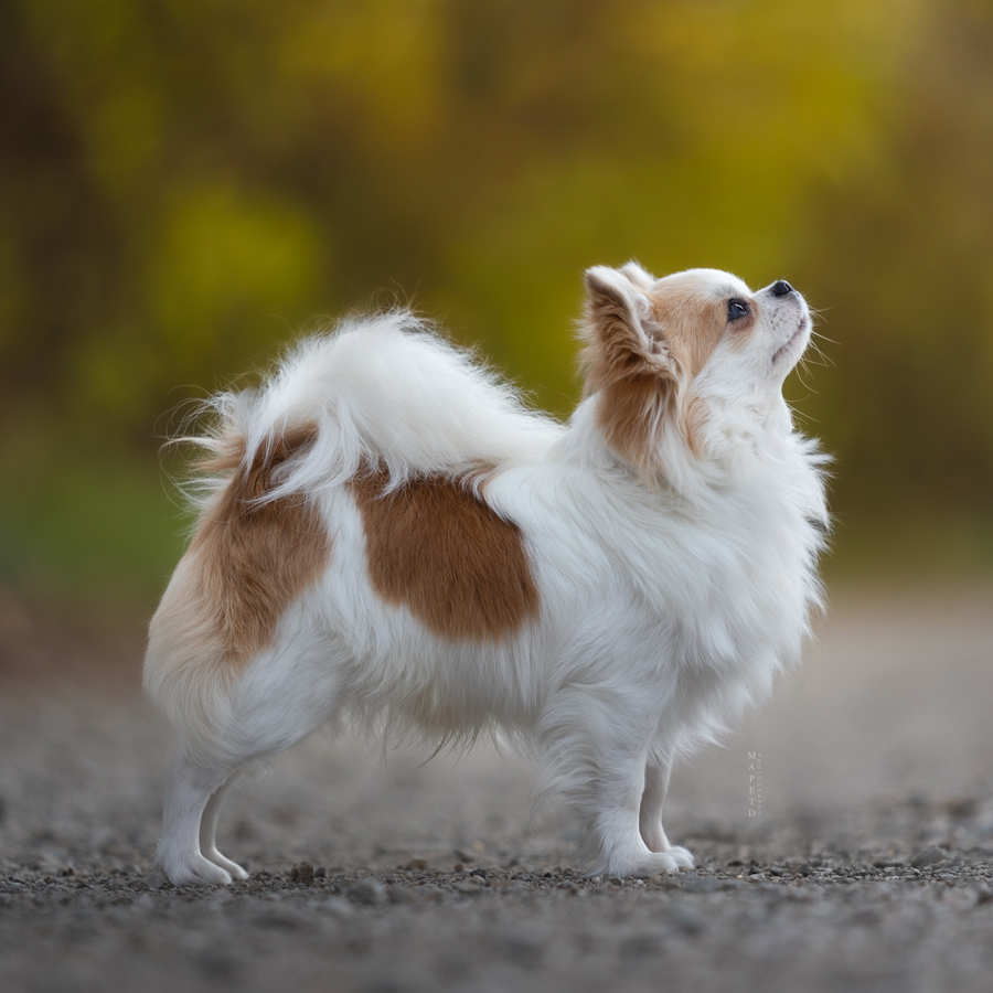 longhaired chihuahua with pedigree Kubo